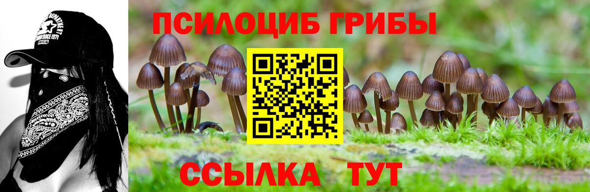 Псилоцибиновые грибы Psilocybe Отрадный